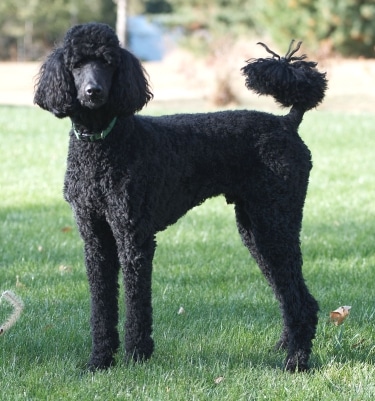 Standard Poodle by Tim Wilson from Blaine, MN, USA