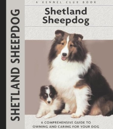 Guide to the Shetland Sheepdog