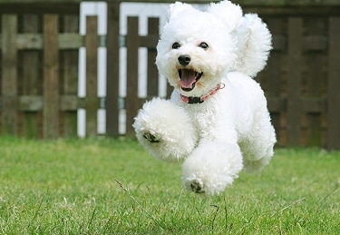 Toy Poodle: Facts, Traits & History – Dogster