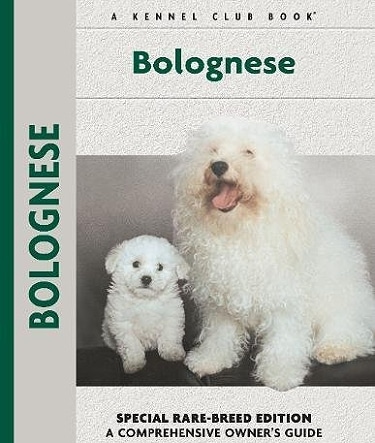 Guide to the Bolognese Dog