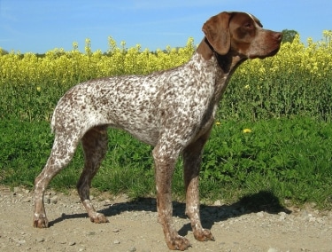 Braque Francais Pyrenean by Johan & Maria Michaëlsson