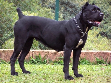 Cane Corso by Kumarrrr