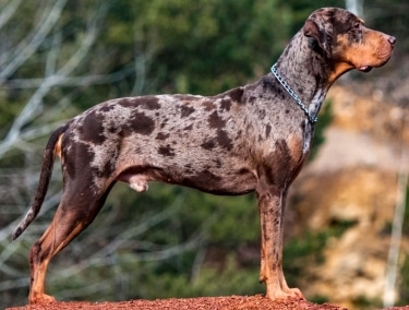 Catahoula Leopard Dog by Nagygabornet