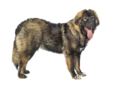 Caucasian Shepherd