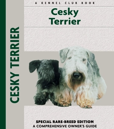 Guide to the Cesky Terrier