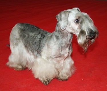 Cesky Terrier by Pleple2000