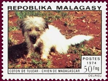 Coton de Tulear on 1974 Madagascar postage stamp