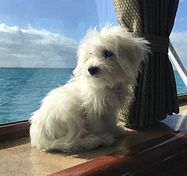 Coton de Tulear by Jr3arlington