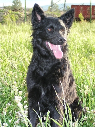 Croatian Sheepdog by Michala Mračková