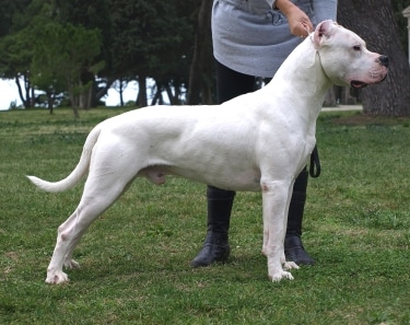 Dogo Argentino by joseltr