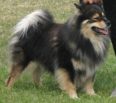 Finnish Lapphund by Apdevries 