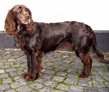 German Spaniel by Steffen Heinz (Caronna)