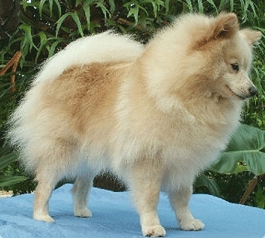 German Spitz by Diane Armstrong