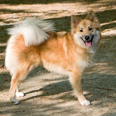 Icelandic Sheepdog by Veronica Druk 