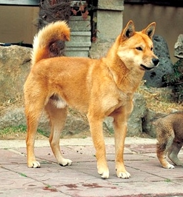 Korean Jindo by LIM In-Hak 