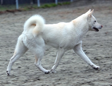 Kishu Ken Dog by CJ Hammond