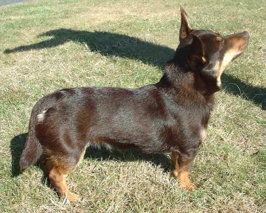 Lancashire Heeler