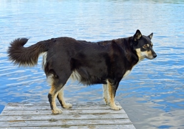 Lapponian Herder