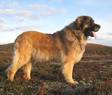 Leonberger by Kurre92