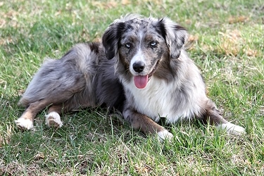 Miniature Australian Shepherd by Lextergrace