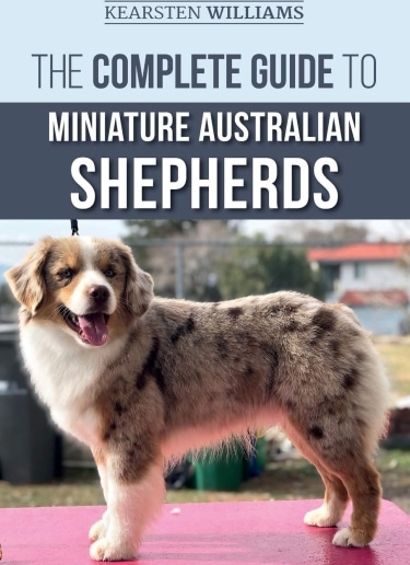 Miniature Australian Shepherd