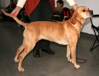 Portuguese Pointer by Pleple2000