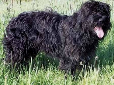 Portuguese Sheepdog