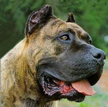 Presa Canario