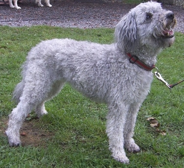 Pumi Dog