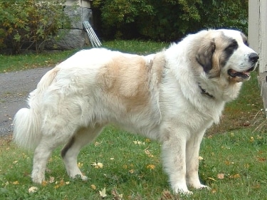 Pyrenean Mastiff by TBjornstad 