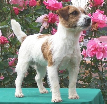 Russell Terrier by Russellsterrier at English Wikipedia