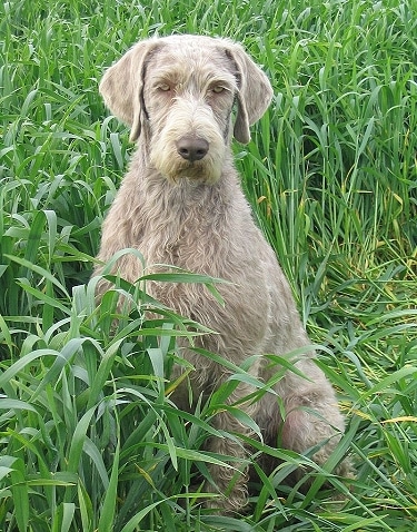 Slovakian Wirehaired Pointer by Ing. Urban Michal (breeders HP)