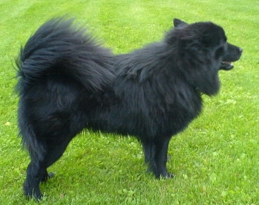 Swedish Lapphund by Bjørn Roger Larsen 