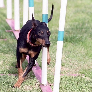 Toy Manchester Terrier by Matthew Hunt