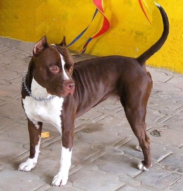 American Pit Bull Terrier by Nacasma