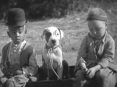 American Staffordshire Terrier - Little Rascals