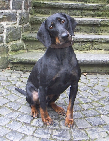 Austrian Black and Tan Hound by Steffen Heinz (Caronna)