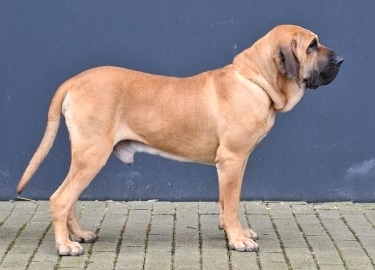 Mastiff Puppy. Brazilian Mastiff also known as Fila Brasileiro