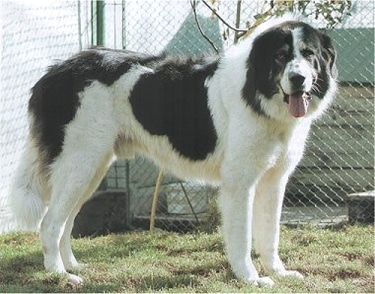 Bucovina Shepherd Dog by P.Marlow