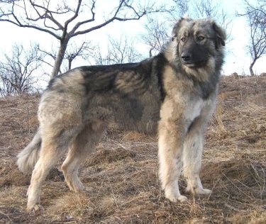 Carpathian Shepherd Dog by Ionete
