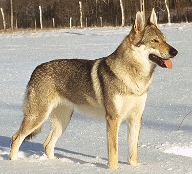 Czechoslovakian Wolfdog by Margo-CzW