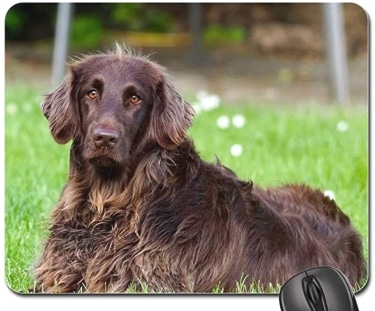 German Longhaired Pointer mouse pad