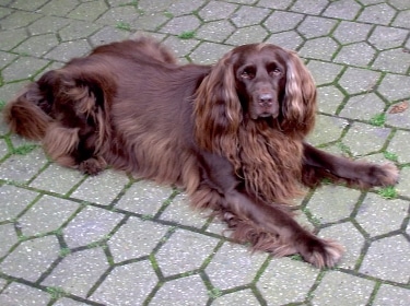 German Longhaired Pointer