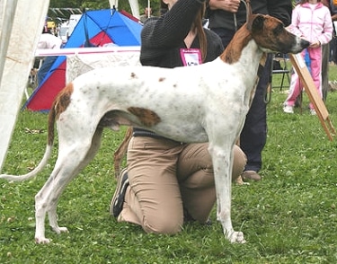 Hungarian Greyhound by Kacer 