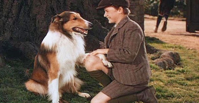 Lassie Come Home - Pal