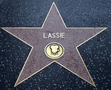 Lassie - Hollywood Walk of Stars