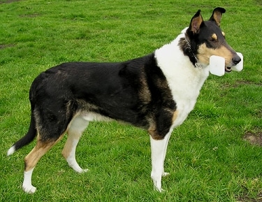 Smooth Collie