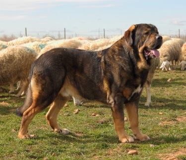 Spanish Mastiff