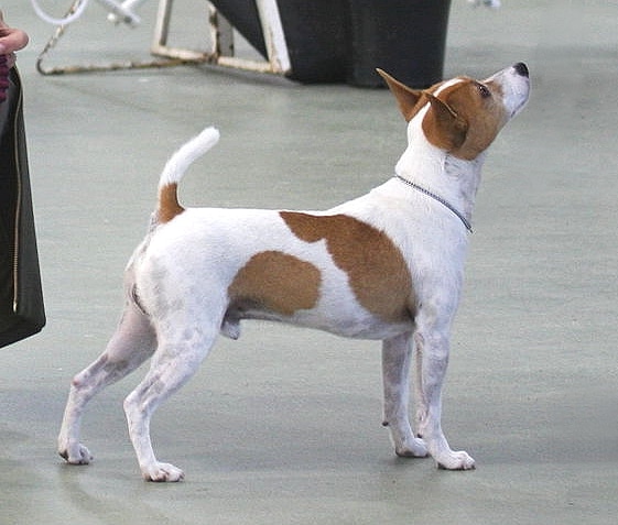 Tenterfield Terrier by David Nemirovsky