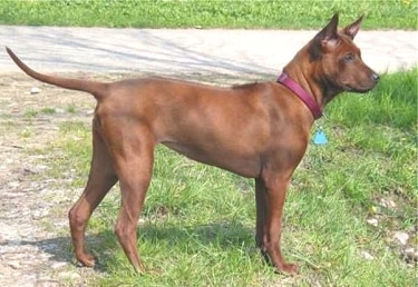 Thai Ridgeback by HiSa Hiller, Schweiz